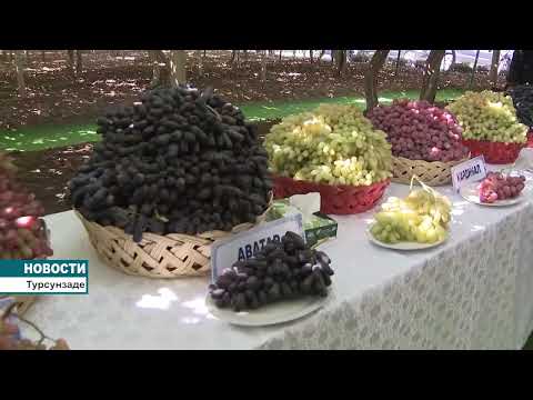 Видео: Виноградники "Боги Сомон"