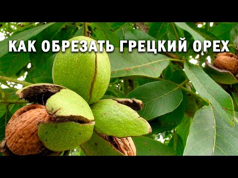 Видео: Как обрезать грецкий орех?!