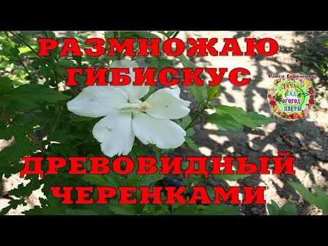 Видео: Размножаю гибискус древовидный черенками
