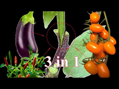 Видео: прививка растений чили, помидоров к растениям баклажанов, и в результате