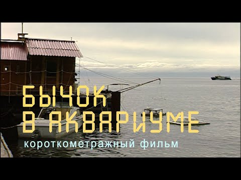 Видео: Байкал. Бычок-желтокрылка. Эксперимент в аквариуме.