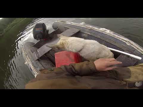 Видео: Рыбалка.Перетяга.Рыба пошла!