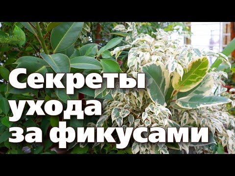 Видео: ФИКУСЫ. ВЫРАЩИВАНИЕ, УХОД, РАЗНОВИДНОСТИ