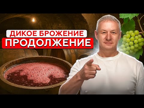 Видео: Главное правило БРОЖЕНИЯ ВИНА о котором молчат!