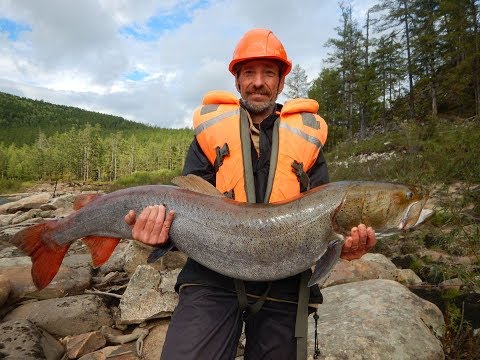 Видео: Чина Калар Витим 2018 Рыбалка