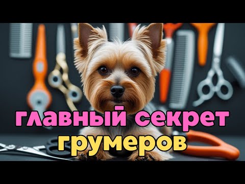 Видео: Стрижка йорка дома — это ПРОСТО! Легкий мастер класс для начинающих. #йорк #стрижкайорка