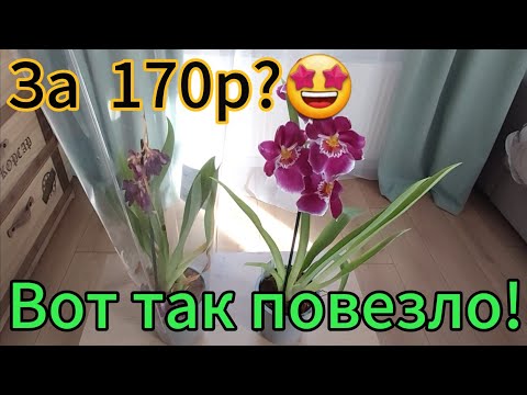 Видео: Что бывает в ОБИ со скидкой г.Санкт-Петербург.Пробежимся.#обзорорхидейвмагазине #цветы#скидка