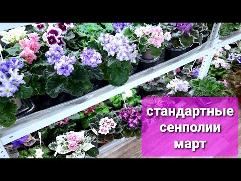 Видео: 🌺Обзор фиалочных стеллажей🌺Март🌺 Часть 2🌺