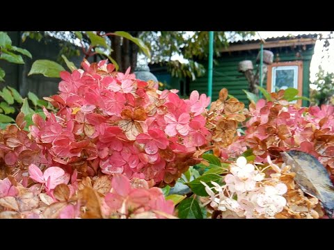 Видео: Осенние КРАСКИ Моих РАСТЕНИЙ