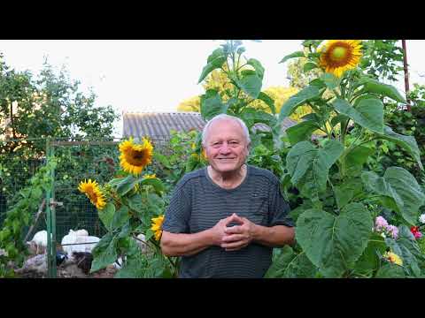 Видео: Начинающим, советы от Распопова, часть6. Мини техника для грядок.