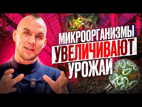 Видео: КАК МИКРООРГАНИЗМЫ ВЛИЯЮТ НА УРОЖАЙ В ОГОРОДЕ И САДУ. БАКТЕРИИ И ГРИБЫ НА УЧАСТКЕ И ГРЯДКЕ