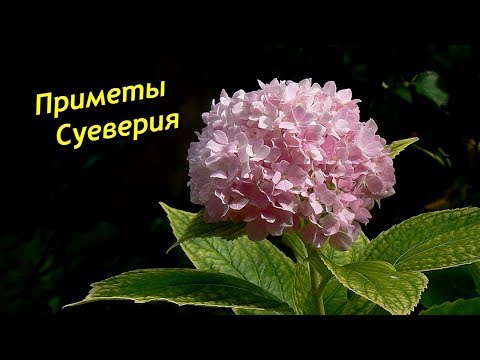 Видео: Гортензия – приметы и суеверия. Мистические таланты Гортензии.