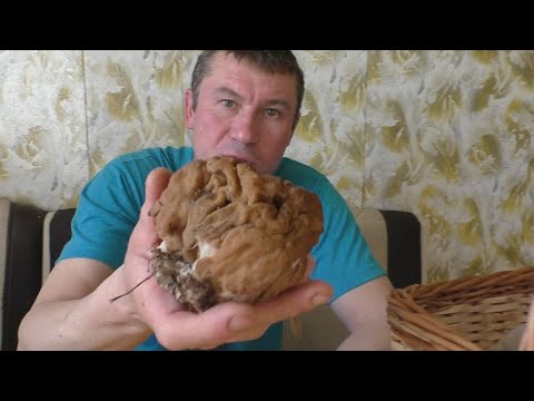 Видео: КАК ПРИГОТОВИТЬ грибы СМОРЧКИ ИЛИ СТРОЧКИ!
