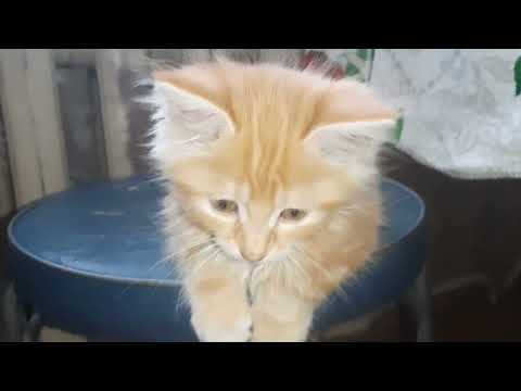 Видео: Как живёт сема растет