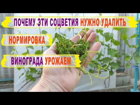 Видео: 🍇 Даже НЕ ДУМАЙ оставлять СТОЛЬКО СОЦВЕТИЙ на винограде. Сколько соцветий оставить на ОДНОМ ПОБЕГЕ!