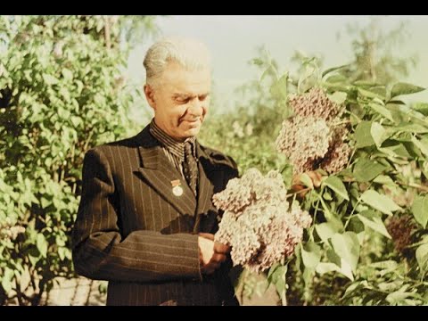 Видео: Сиреневод Колесников Л.А. Курс занимательного садоводства Таинственный сад. Блок Личности.