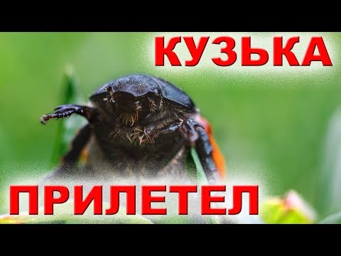 Видео: УГРОЗА ДЛЯ ЗЕРНОВЫХ - ЖУК КУЗЬКА , КЛОП - ЧЕМ БОРОТЬСЯ ?