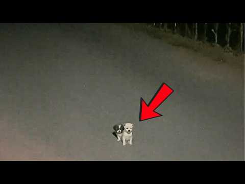 Видео: Два щенка крепко обнимались в тёмной ночи. Проведя ночь в раздумьях, я решил забрать их домой.
