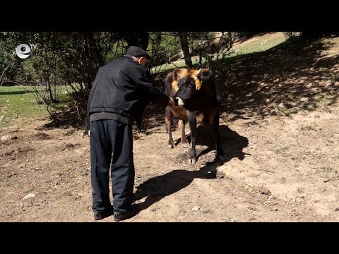 Видео: Четири пъти е нараснал броят на родопското говедо в Смолянска област