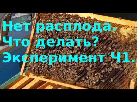 Видео: Нет расплода. Что делать?. Эксперимент Часть 1.