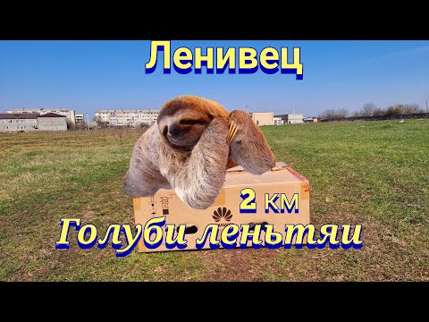 Видео: Голуби ленивцы= командировка