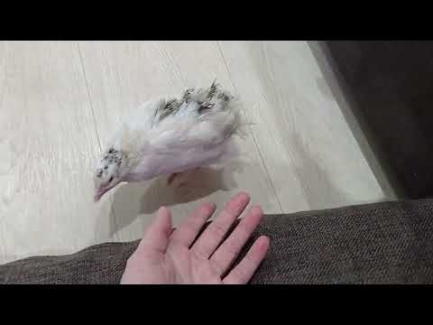 Видео: Перепелка в квартире. Уход и содержание. Классный и полезный питомец!