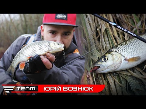 Видео: Перша рибалка весною. Ловля головня наноджигом на спінінг Blue Bird Nano