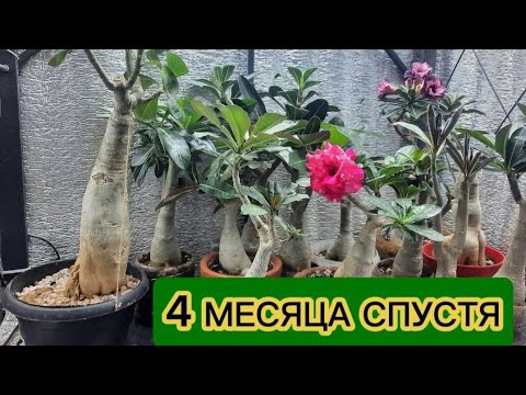 Видео: Начал СДУВАТЬСЯ КАУДЕКС адениума. ЧАСТЬ 3. Что с ним происходило за последние 4 месяца.