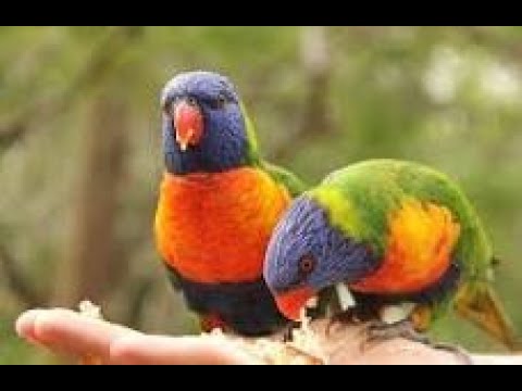 Видео: 🦜 ЛОРИКЕТЫ или К ЛЮБОМУ ЖИВОТНОМУ НАДО ПОДХОДИТЬ С УМОМ!