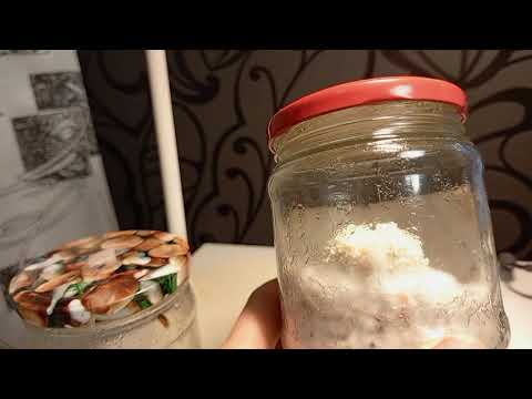 Видео: Зерномицелий Ежовика гребенчатого на буром рисе. Контроль роста.