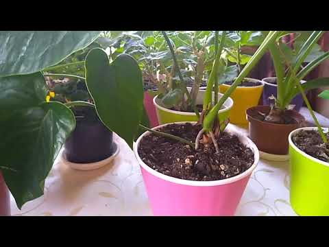 Видео: Сортовой Антуриум, состав грунта, уход, омолаживание !