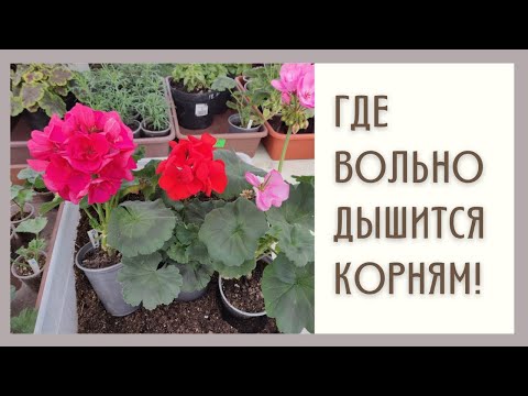 Видео: Субстрат для ПЕЛАРГОНИЙ. Проверенный и надежный.