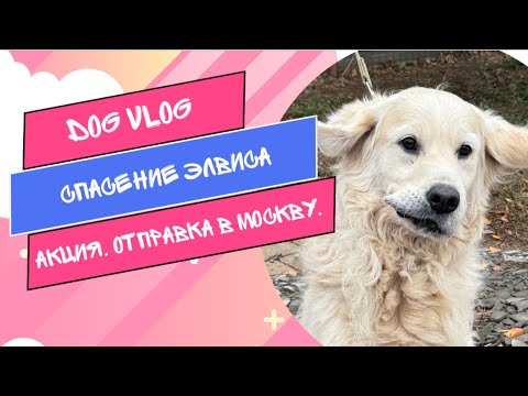 Видео: DOG VLOG: Спасение Элвиса. Акция. Отправка в Москву.