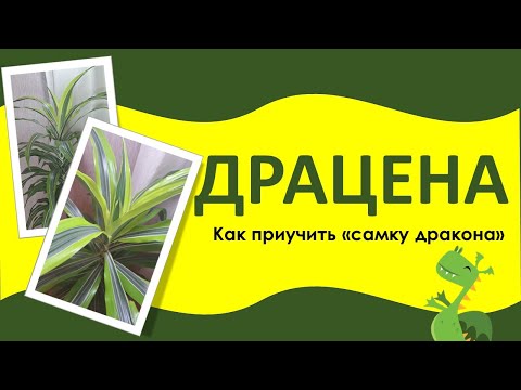 Видео: ДРАЦЕНА Лемон Лайм. Уход. Подходит ли автополив. Как устранить сухие кончики.