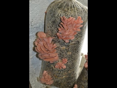 Видео: Грибы "Вешенка". Инокулируем грибной блок. Как Правильно сделать грибной блок.Субстрат и мицелий.