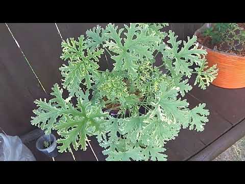 Видео: Чем Интересно ЭТО Душистое 🌱 Растение🌿, с Которого Началась моя коллекция