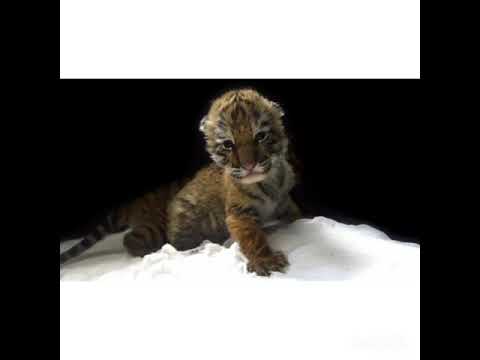 Видео: История  тигрёнка  Киана.