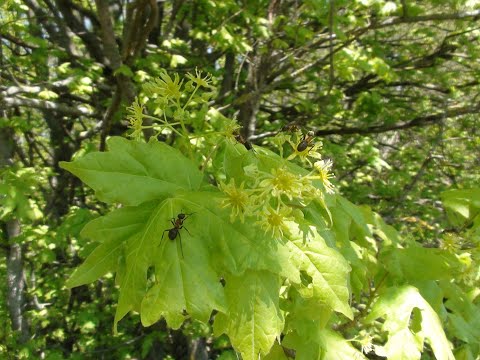 Видео: Липа среди кленовых - клён полевой.