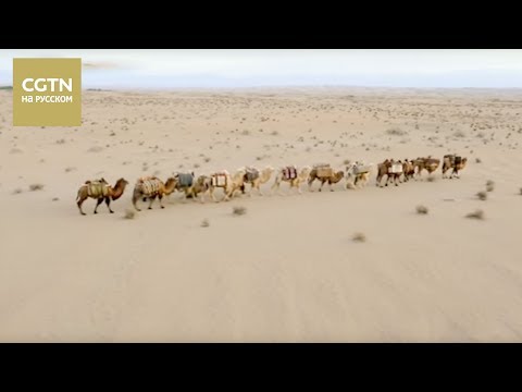 Видео: Документальные фильмы 16/08/2017 Один пояс [Age 0+]