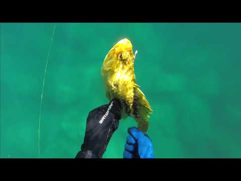 Видео: Подводная охота Приморский край Находка..29.09.2018.