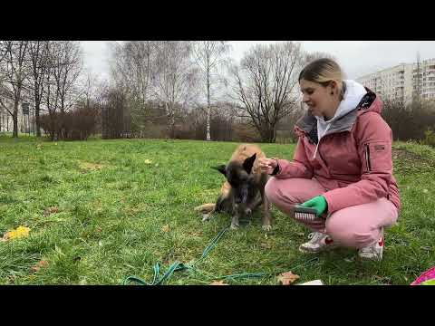 Видео: Как вычесать собаку чем чесать как выбрать чесалку для собаки сильно линяет