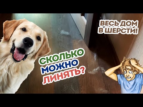 Видео: Собака сильно линяет! Сколько длится линька? Что делать? Плохой корм, аллергия или ...