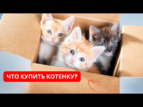 Видео: ЧТО купить для КОТЁНКА? Как подготовиться к появлению КОТЁНКА? Чек-лист нового владельца котёнка