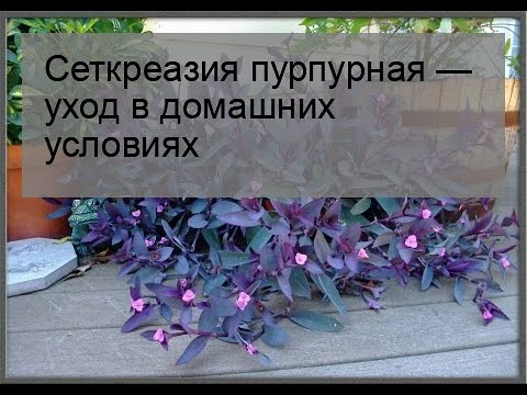 Видео: Сеткреазия пурпурная — уход в домашних условиях