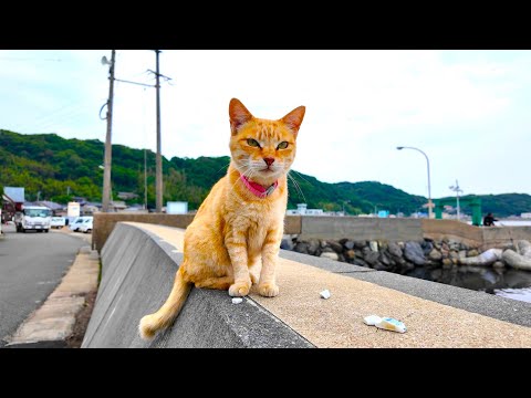 Видео: Счастливого отдыха с 200 кошками на самом известном кошачьем острове Японии | Айносима,