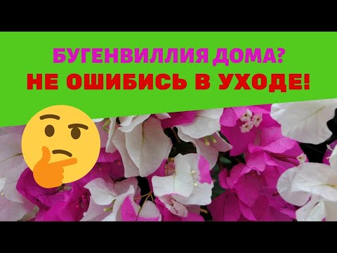 Видео: Бугенвиллия домашняя: адаптация, уход и проблемы / Стоит ли сажать в большой горшок?