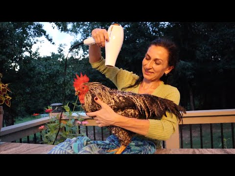 Видео: Лечим Больного Петушка 🐓 | Наш Ужин | Распаковка | Семейный Влог | Эгине | Heghineh