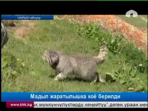 Видео: Мадыл жаратылышка коё берилди