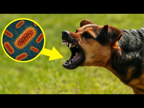 Видео: ЗОМБИ ҚЫЛАТЫН АУРУ | жұқса өлeсің