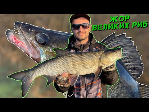 Видео: 🔥ОЦЕ ПОКЛЬОВКИ!!! ОЦЕ РИБИ!!! ЖЕРЕХ І ВЕЛИКІ СУДАКИ НА ДНІПРІ🔥